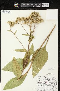 Parthenium integrifolium image