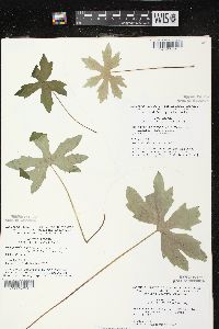 Petasites frigidus image