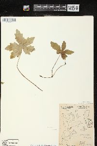 Petasites frigidus var. palmatus image