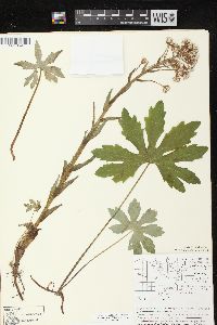 Petasites frigidus image