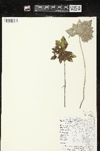 Petasites frigidus var. × vitifolius image