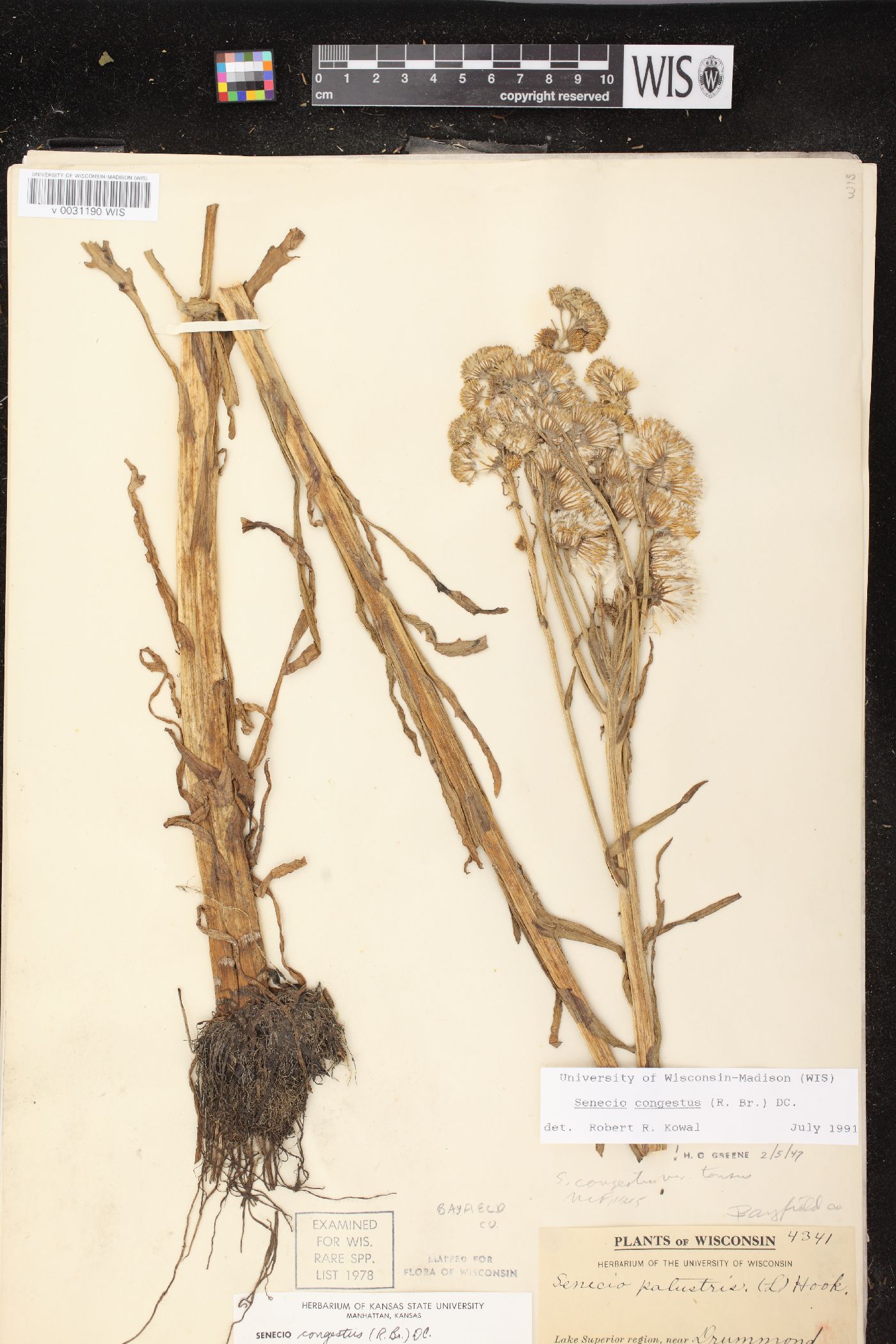 Senecio congestus image