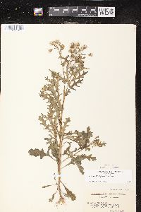 Senecio vulgaris image