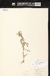 Senecio vulgaris image