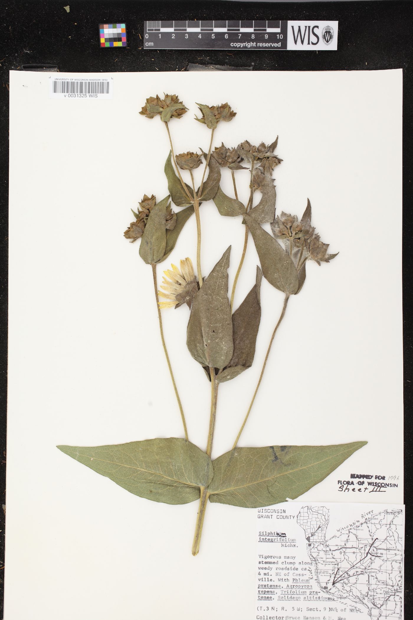 Silphium integrifolium var. deamii image