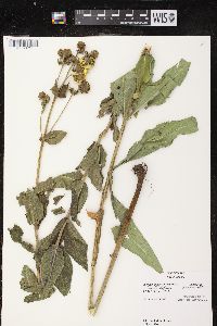 Silphium integrifolium image