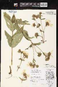 Silphium integrifolium image