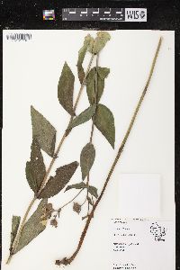 Silphium integrifolium var. deamii image