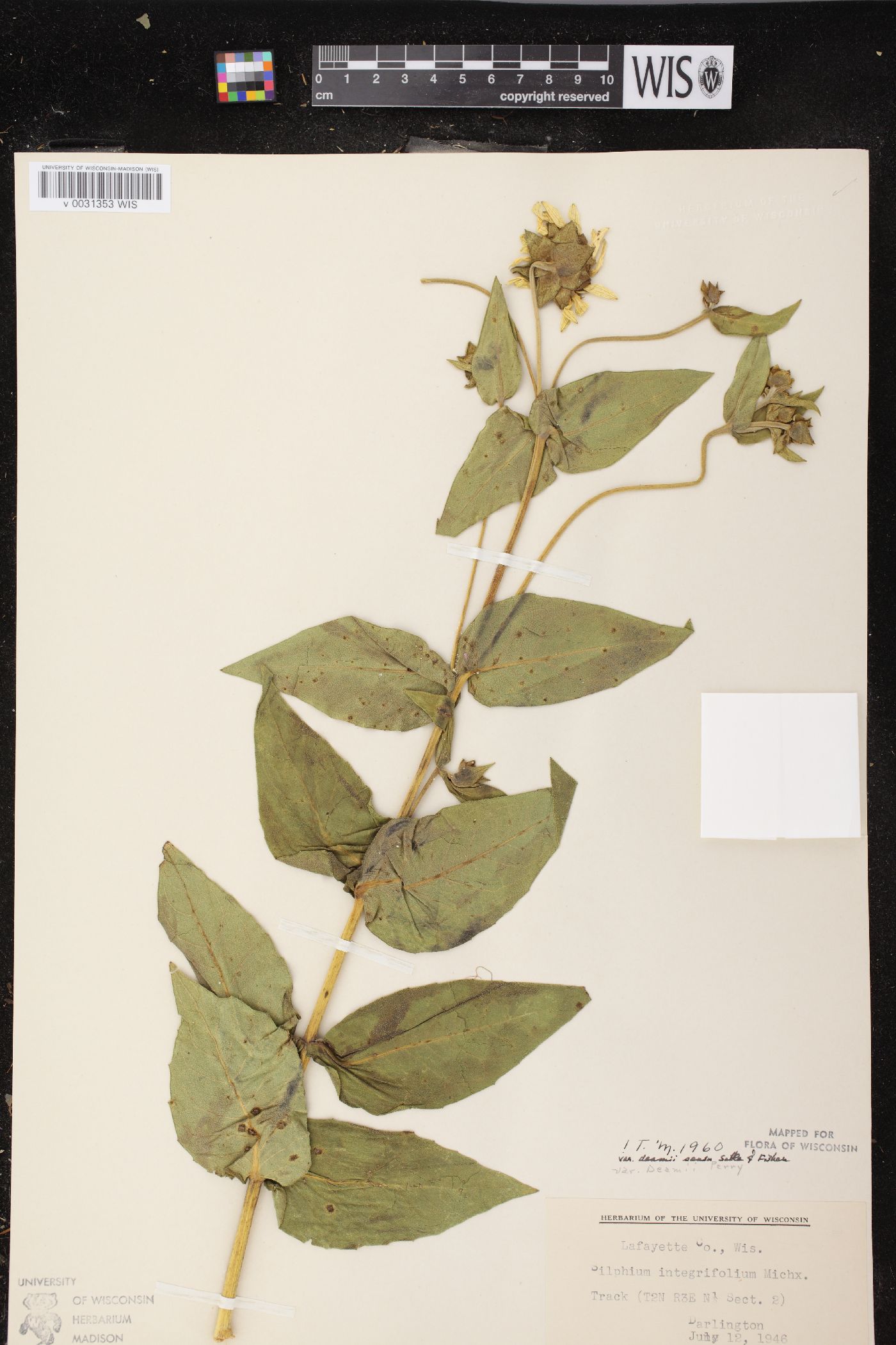 Silphium integrifolium var. deamii image