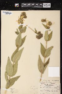 Silphium integrifolium image