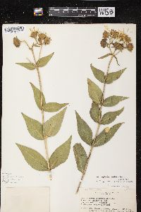 Silphium integrifolium image