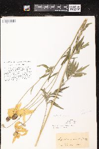 Ratibida pinnata image