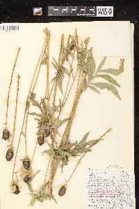 Ratibida pinnata image