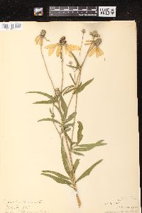 Ratibida pinnata image