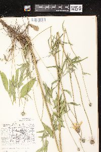 Ratibida pinnata image