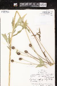 Ratibida pinnata image