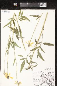 Ratibida pinnata image