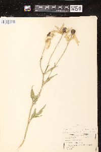 Ratibida pinnata image