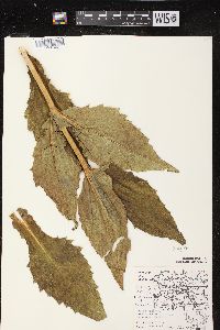 Silphium integrifolium image