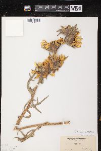 Silphium laciniatum image