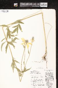 Ratibida pinnata image