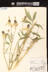 Ratibida pinnata image