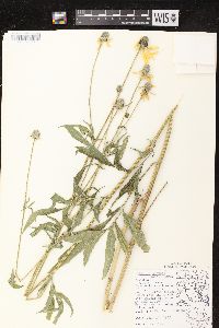 Ratibida pinnata image