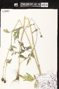 Ratibida pinnata image