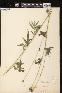 Ratibida pinnata image