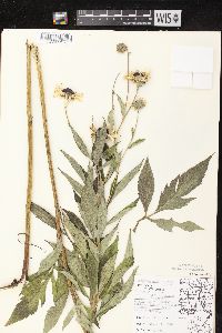 Rudbeckia subtomentosa image