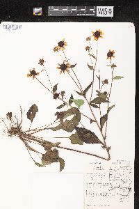 Rudbeckia triloba image