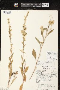 Solidago hispida image