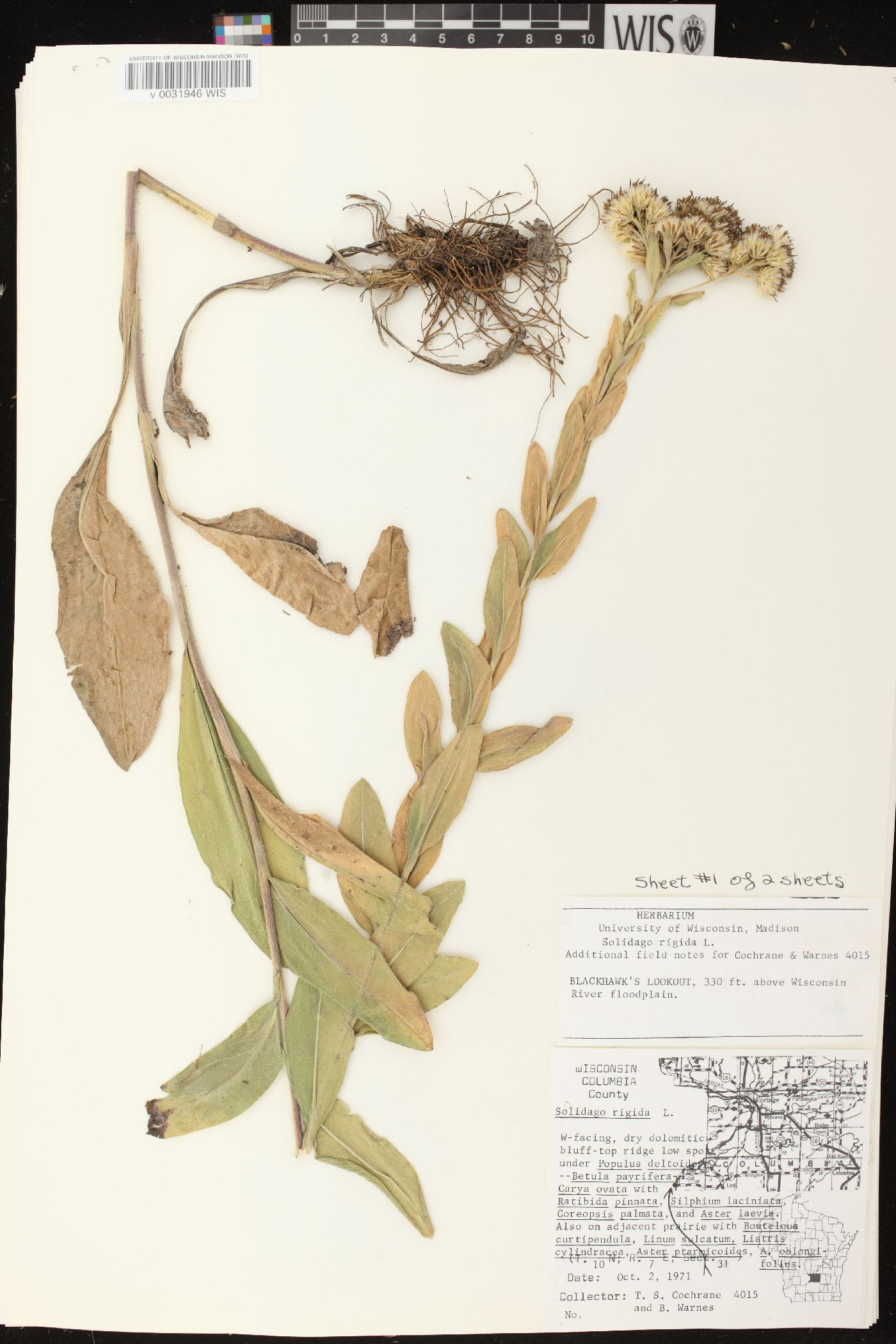 Solidago rigida subsp. rigida image
