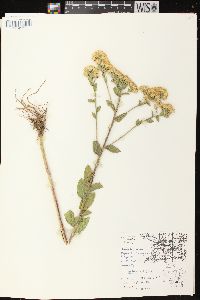 Solidago rigida image