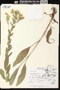 Solidago rigida image