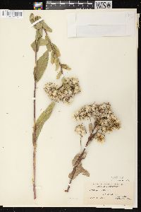 Solidago rigida image