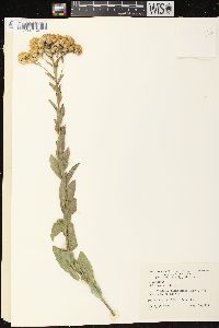 Solidago rigida image