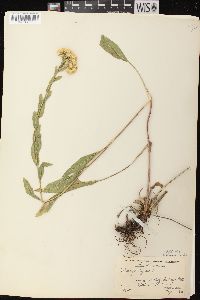 Solidago rigida subsp. rigida image