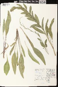 Solidago rigida image