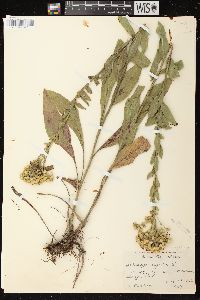 Solidago rigida subsp. rigida image