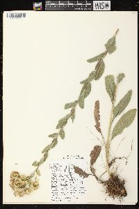 Solidago rigida image