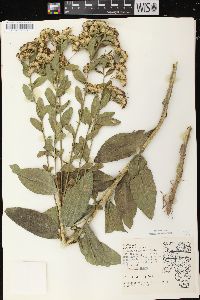 Solidago rigida image