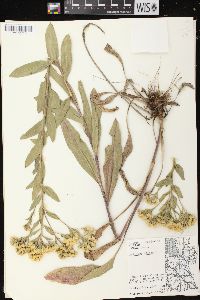 Solidago rigida image