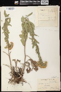 Solidago rigida image