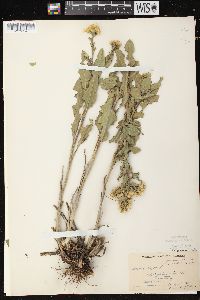 Solidago rigida image