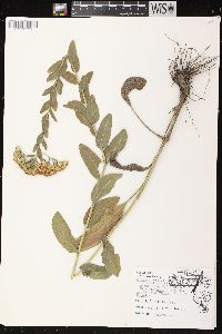 Solidago rigida image