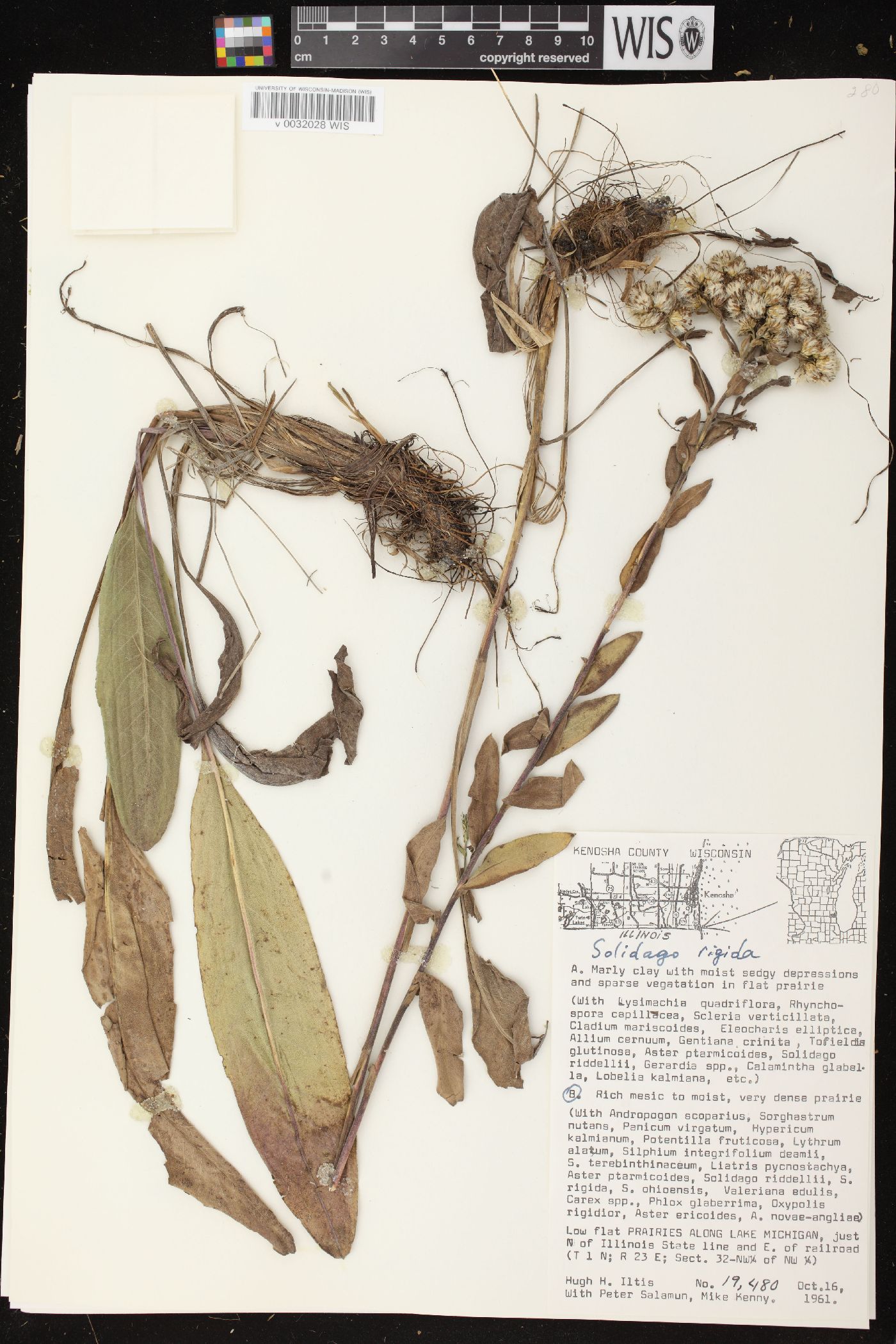 Solidago rigida subsp. rigida image
