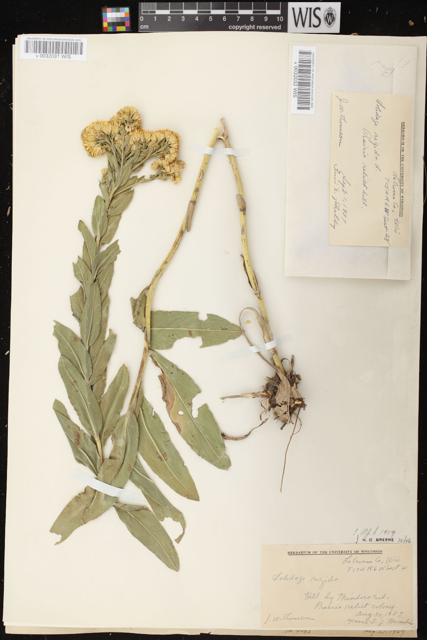 Solidago rigida subsp. rigida image