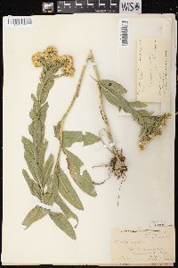 Solidago rigida image