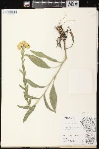 Solidago rigida subsp. rigida image